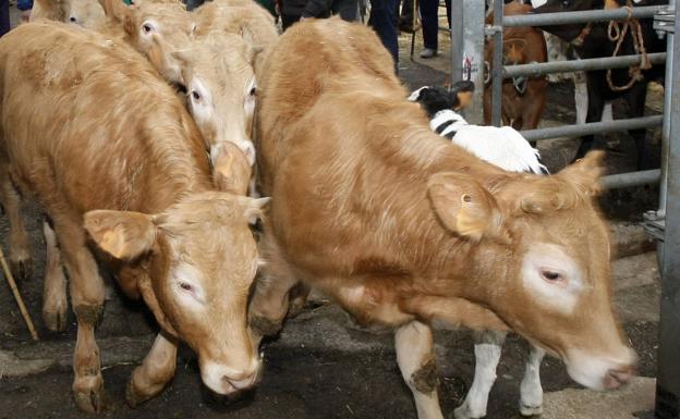 Doce ganaderos detenidos por comercio ilegal de vacuno en Cantabria y otras seis comunidades