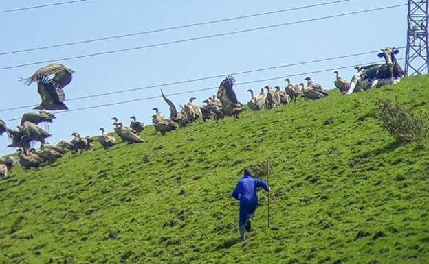 Imagen principal - Arriba: un vecino ahuyenta a decenas de buitres que acorralan a una vaca en Hazas de Cesto (hace dos semanas). Debajo, buitres metidos dentro de una casa en Valdeolea (marzo de 2016), Ternero muerto en Villanueva de Villaescusa en abril de 2017.