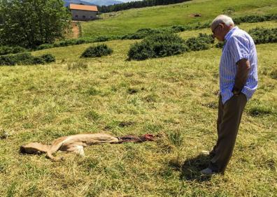 Imagen secundaria 1 - Arriba, ganadero de Solórzano que sufrió dos ataques de buitres en dos meses. Debajo, jato destripado en Hoz de Anero y vaca muerta en Valdáliga.