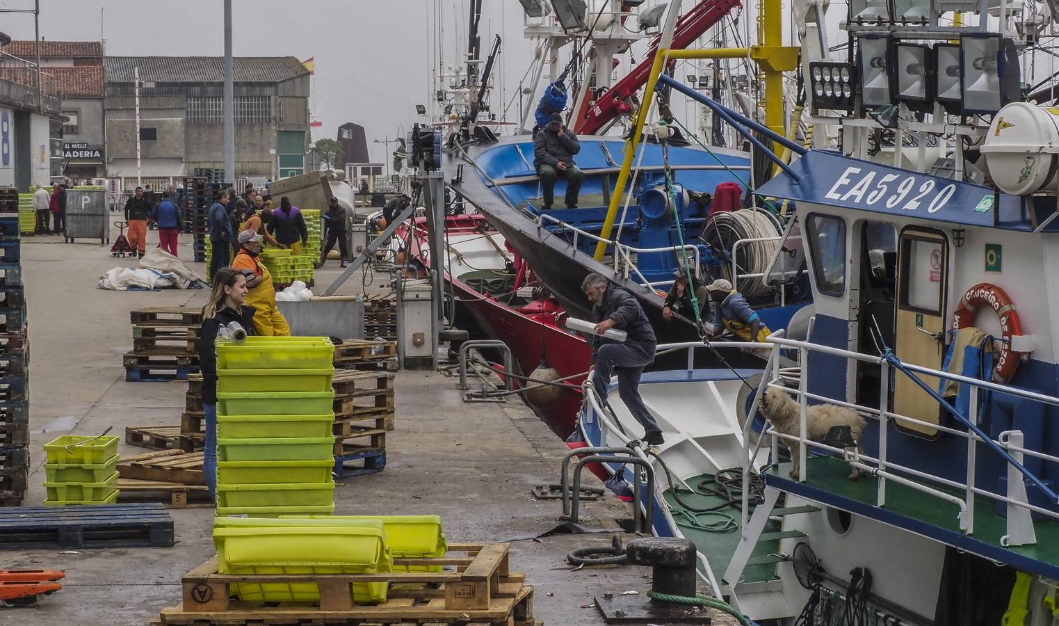 Fotos: Entra en las lonjas de Cantabria un millón de kilos de bocarte