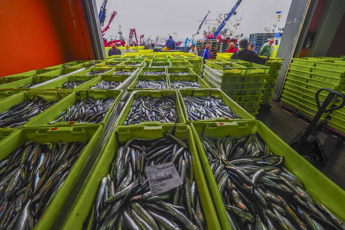 Fotos: Entra en las lonjas de Cantabria un millón de kilos de bocarte