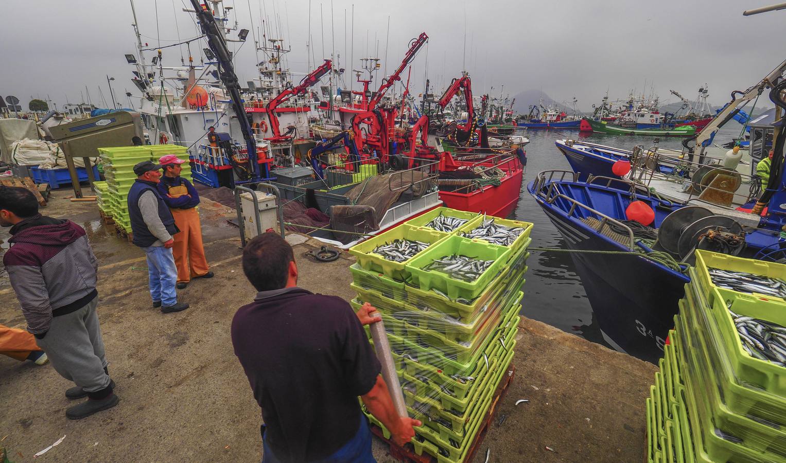 Fotos: Entra en las lonjas de Cantabria un millón de kilos de bocarte