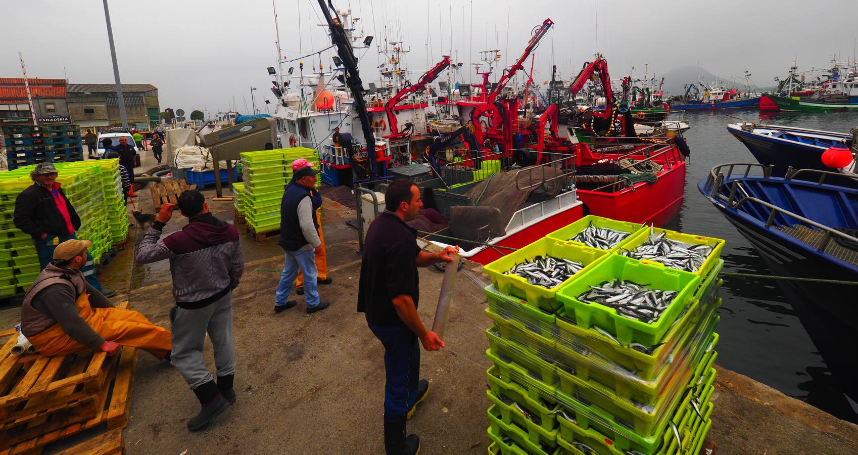 Fotos: Entra en las lonjas de Cantabria un millón de kilos de bocarte