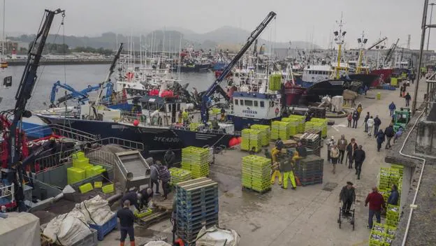 Imagen que presentaban ayer los muelles del puerto de Santoña, repleto de barcos de cerco en plena faena de descargas.