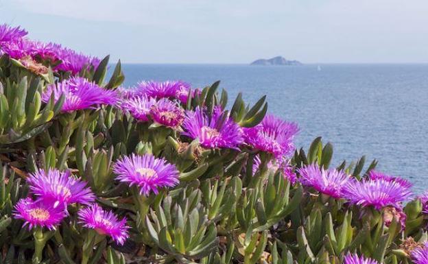 Los ecologistas advierten de que la planta invasora 'Uña de gato' invade la costa cántabra