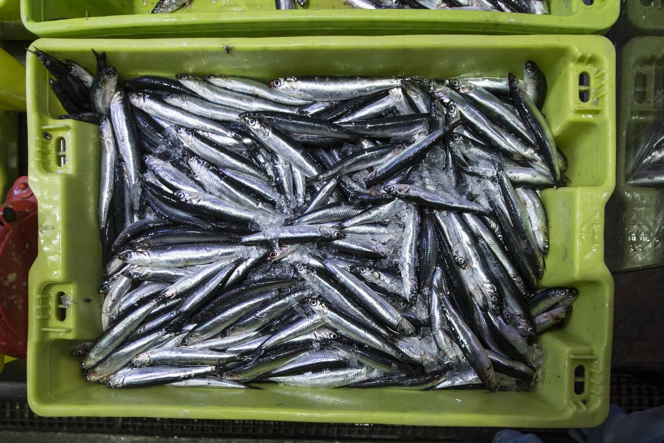 Fotos: El bocarte llega a la plaza