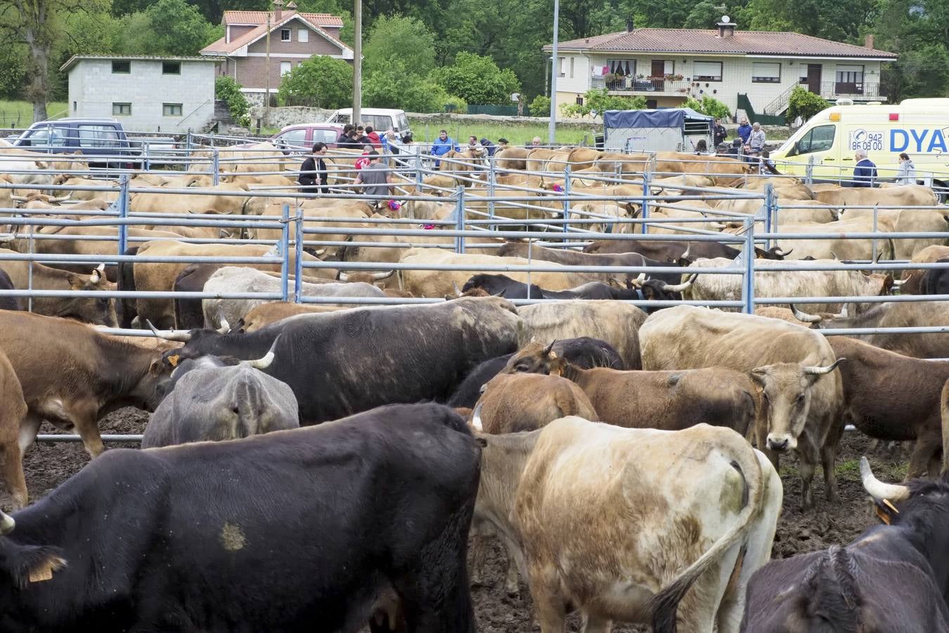 El municipio de Guriezo acogió su tradicional feria ganadera, en la que pese almal tiempo hubo una gran participación.