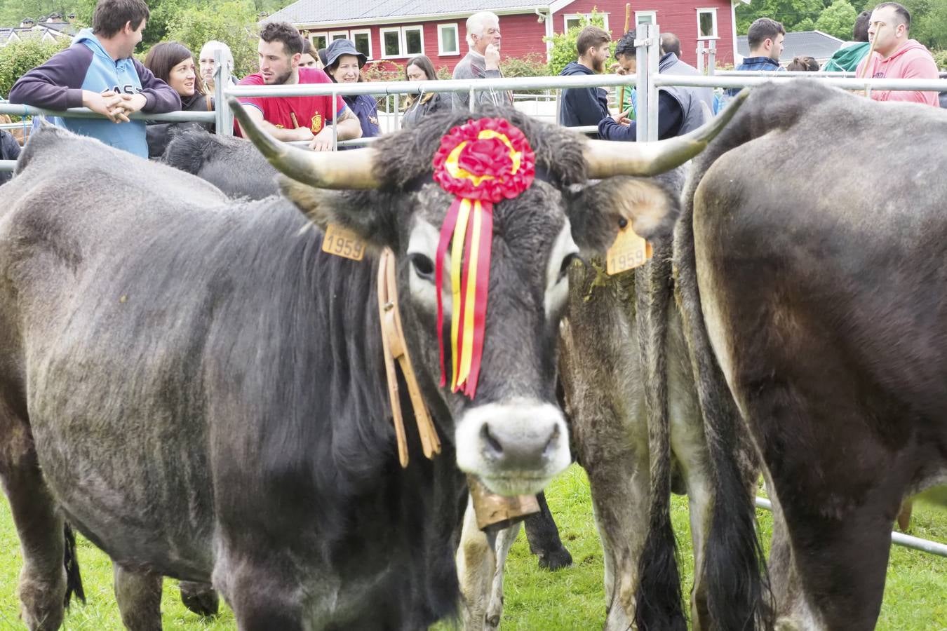 El municipio de Guriezo acogió su tradicional feria ganadera, en la que pese almal tiempo hubo una gran participación.