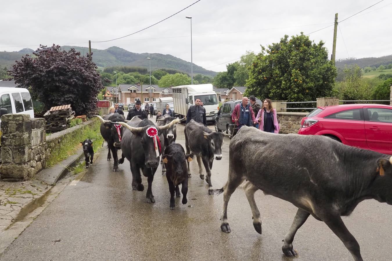 El municipio de Guriezo acogió su tradicional feria ganadera, en la que pese almal tiempo hubo una gran participación.