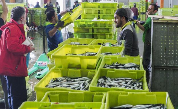 En la lonja de Santoña se subastó el miércoles pasado más de medio millón de kilos de bocarte. 