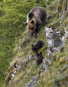 Imagen secundaria 2 - Los daños causados por la fauna salvaje le cuestan al Gobierno de Cantabria 470.000 euros