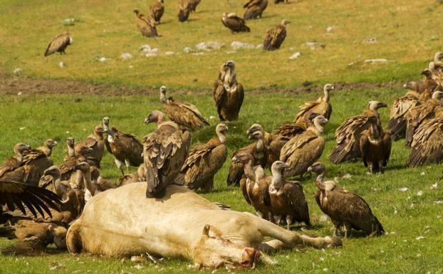 La asociación ecologista SEO Bird-Life estima que en Cantabria hay alrededor de las 500 parejas de buitres