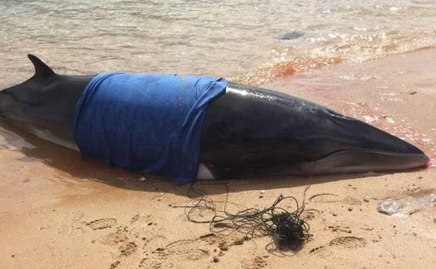 Un rorcual vivo fue devuelto al mar en abril en Santander