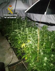 Imagen secundaria 2 - Tres detenidos por cultivar y traficar con marihuana, amparados por una asociación de cannabis de Revilla de Camargo