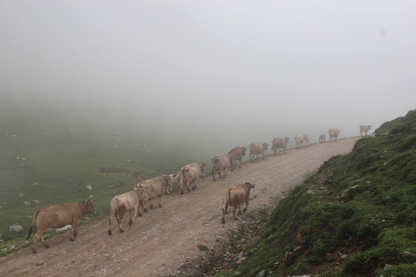 Fotos: Los ganaderos de Camaleño suben el ganado a los puertos de Áliva
