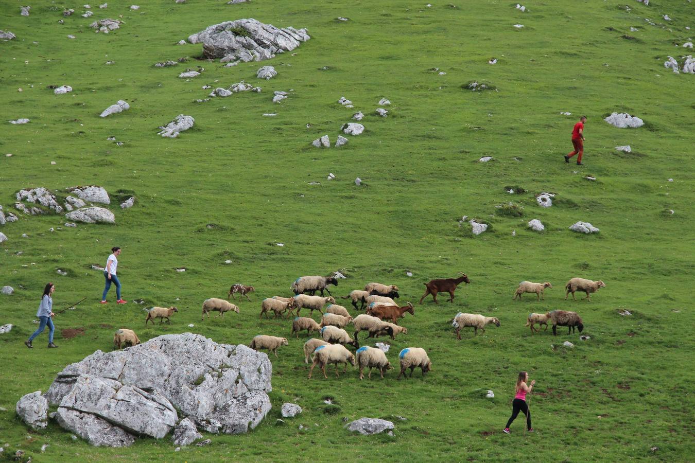Fotos: Los ganaderos de Camaleño suben el ganado a los puertos de Áliva