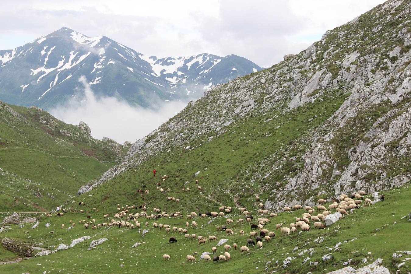 Fotos: Los ganaderos de Camaleño suben el ganado a los puertos de Áliva