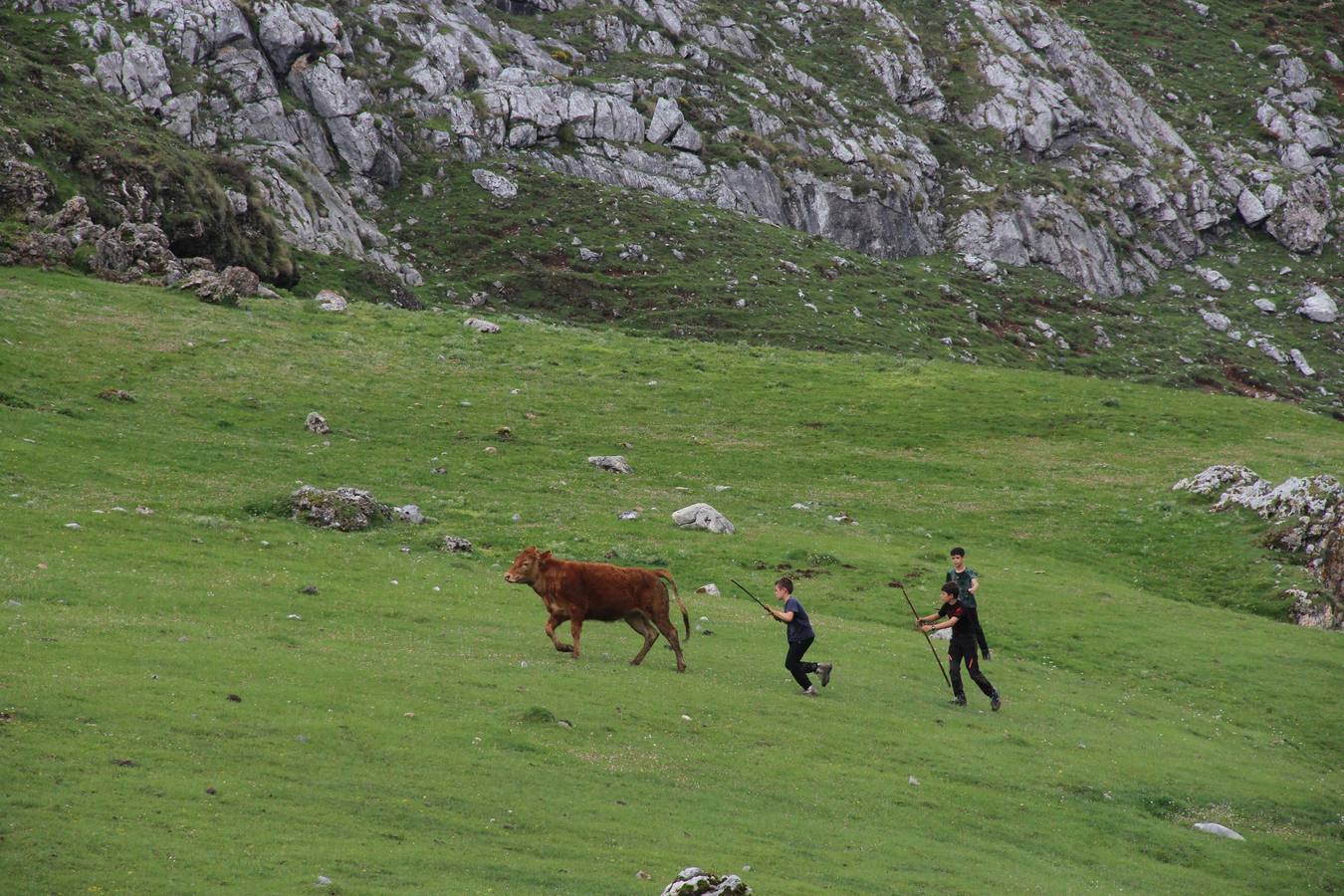 Fotos: Los ganaderos de Camaleño suben el ganado a los puertos de Áliva
