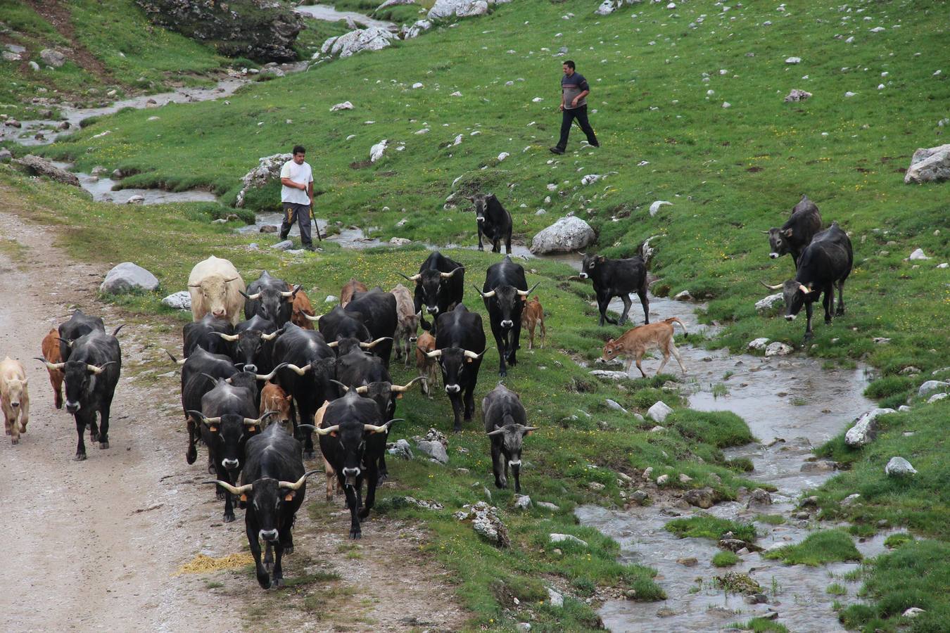 Fotos: Los ganaderos de Camaleño suben el ganado a los puertos de Áliva
