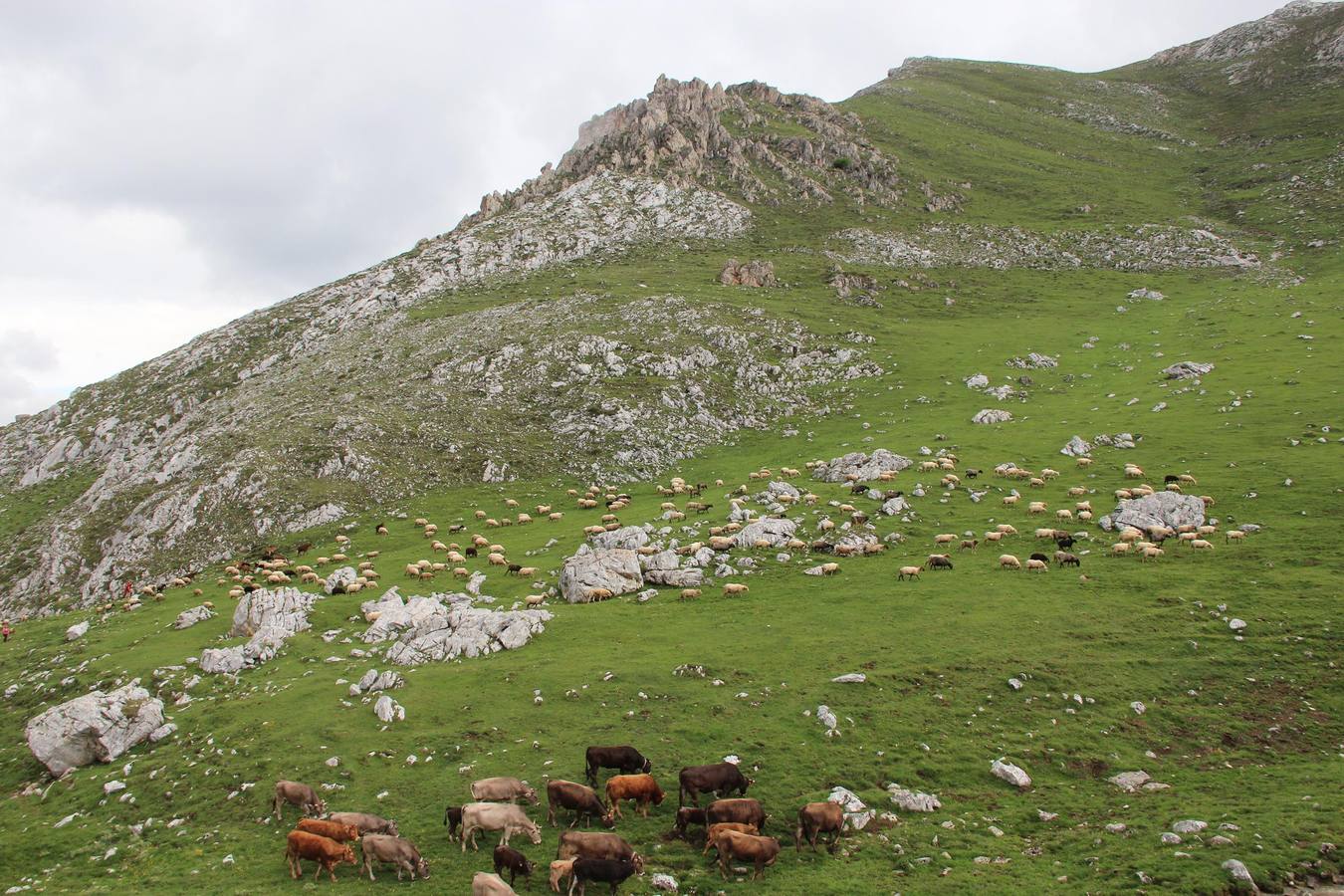 Fotos: Los ganaderos de Camaleño suben el ganado a los puertos de Áliva