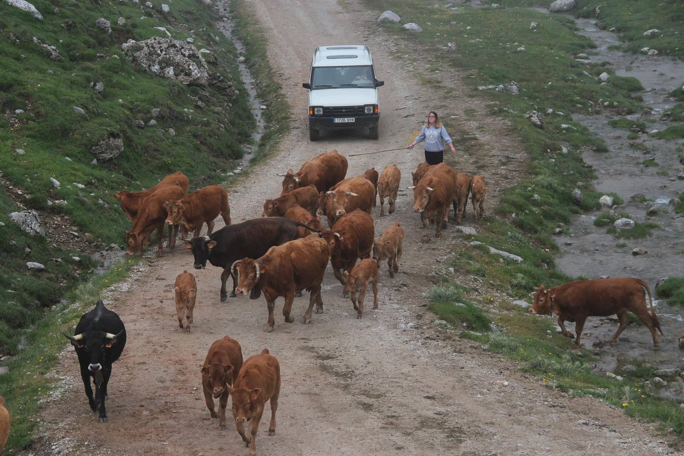 Fotos: Los ganaderos de Camaleño suben el ganado a los puertos de Áliva