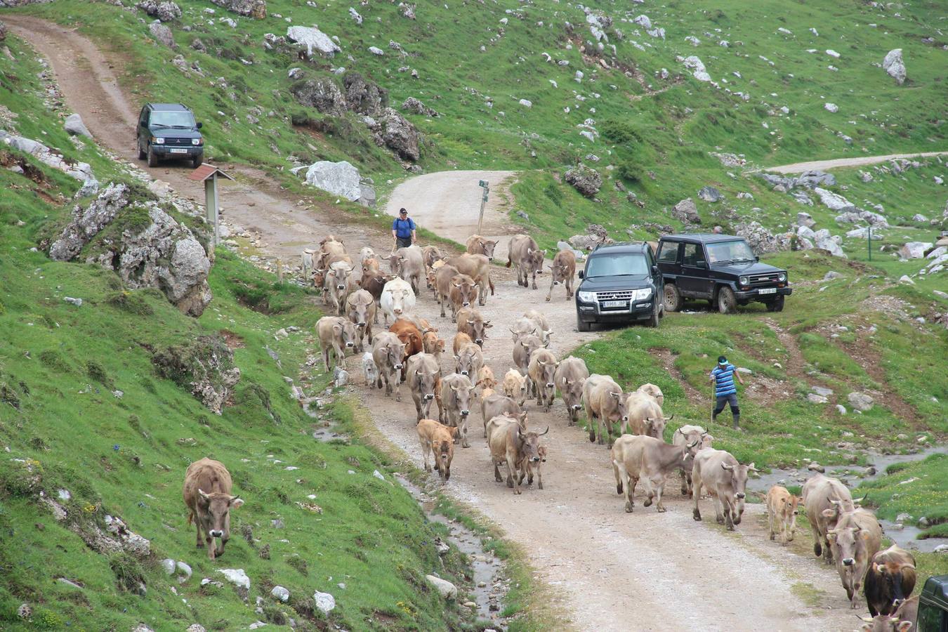 Fotos: Los ganaderos de Camaleño suben el ganado a los puertos de Áliva