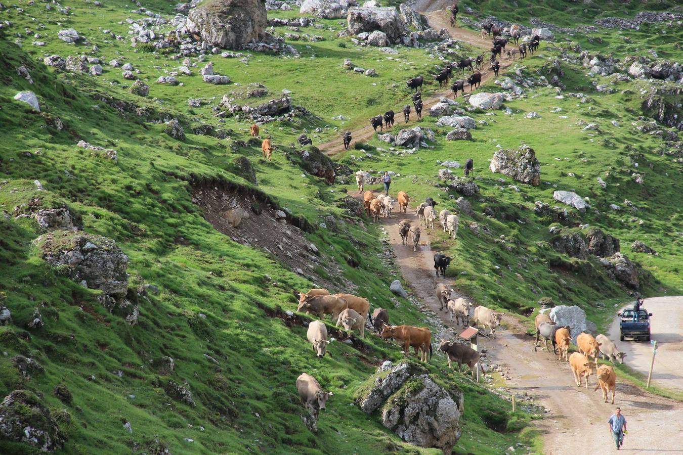Fotos: Los ganaderos de Camaleño suben el ganado a los puertos de Áliva