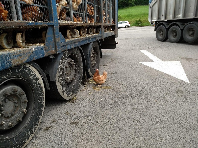 Fotos: Gallinas hacinadas