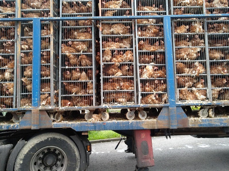 Fotos: Gallinas hacinadas