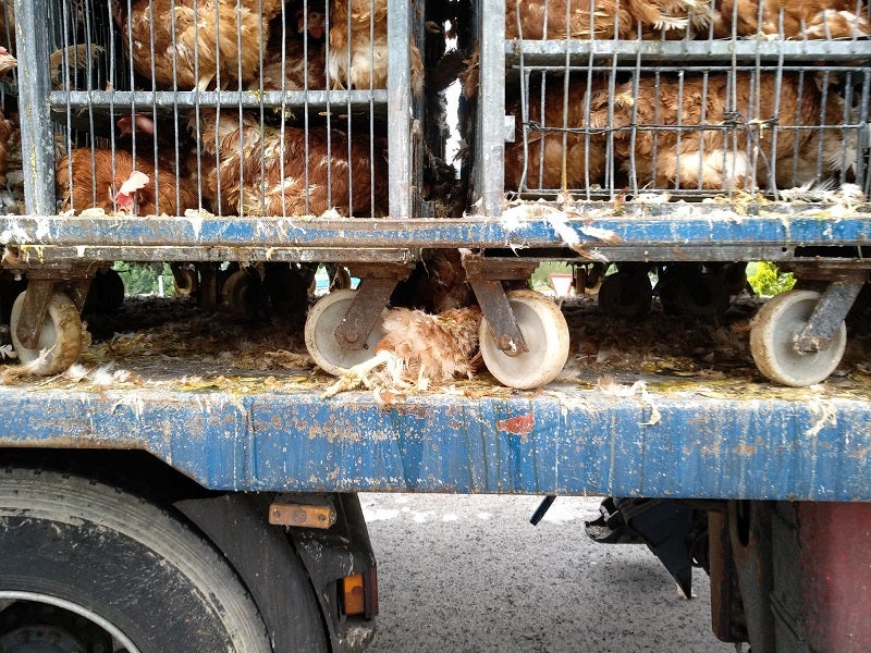 Fotos: Gallinas hacinadas