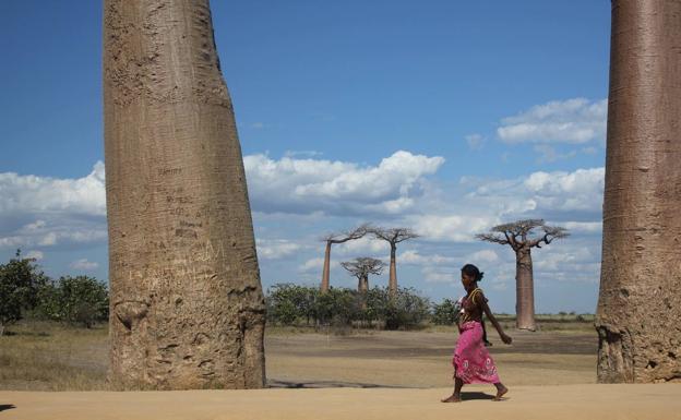 Los baobabs se nos mueren