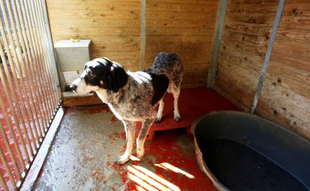 Un perro en un centro de acogida de Vizcaya.