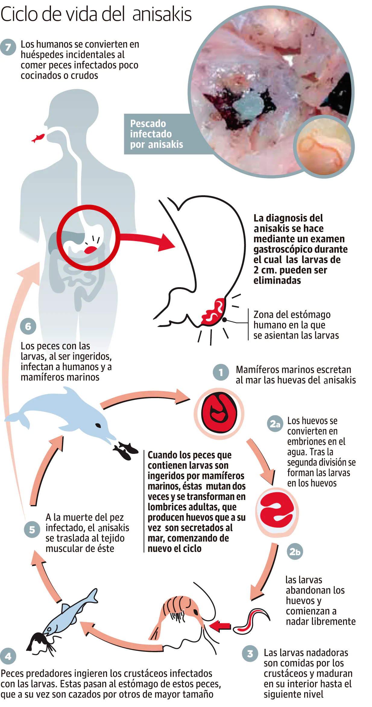 ciclo de vida de los peces