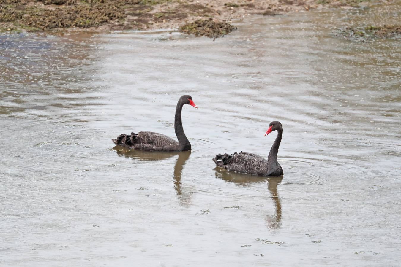 Se trata de especies propias de Australia por lo que SEO-Birdlife cree que se habrán escapado de algún centro zoológico