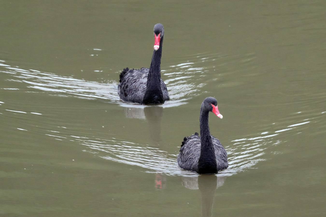 Se trata de especies propias de Australia por lo que SEO-Birdlife cree que se habrán escapado de algún centro zoológico