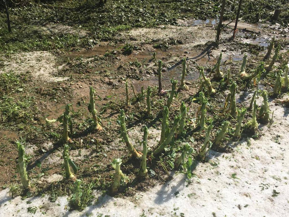 Fotos: Daños en Montecillo por el granizo