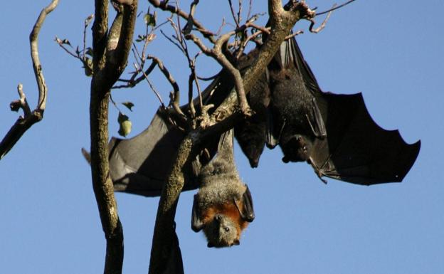 Murciélagos en libertad durante el día.