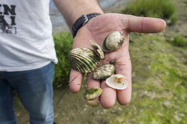  Almejas muertas por la contaminación en las marismas de Santoña :