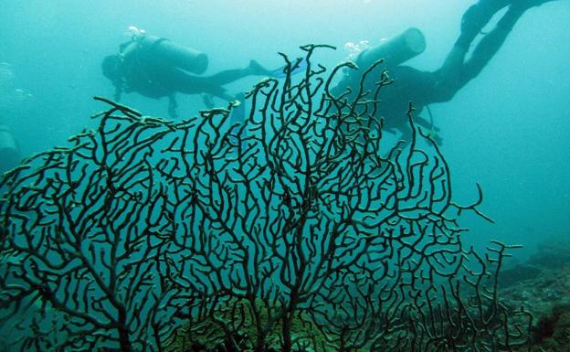 Buzos bajo el mar.