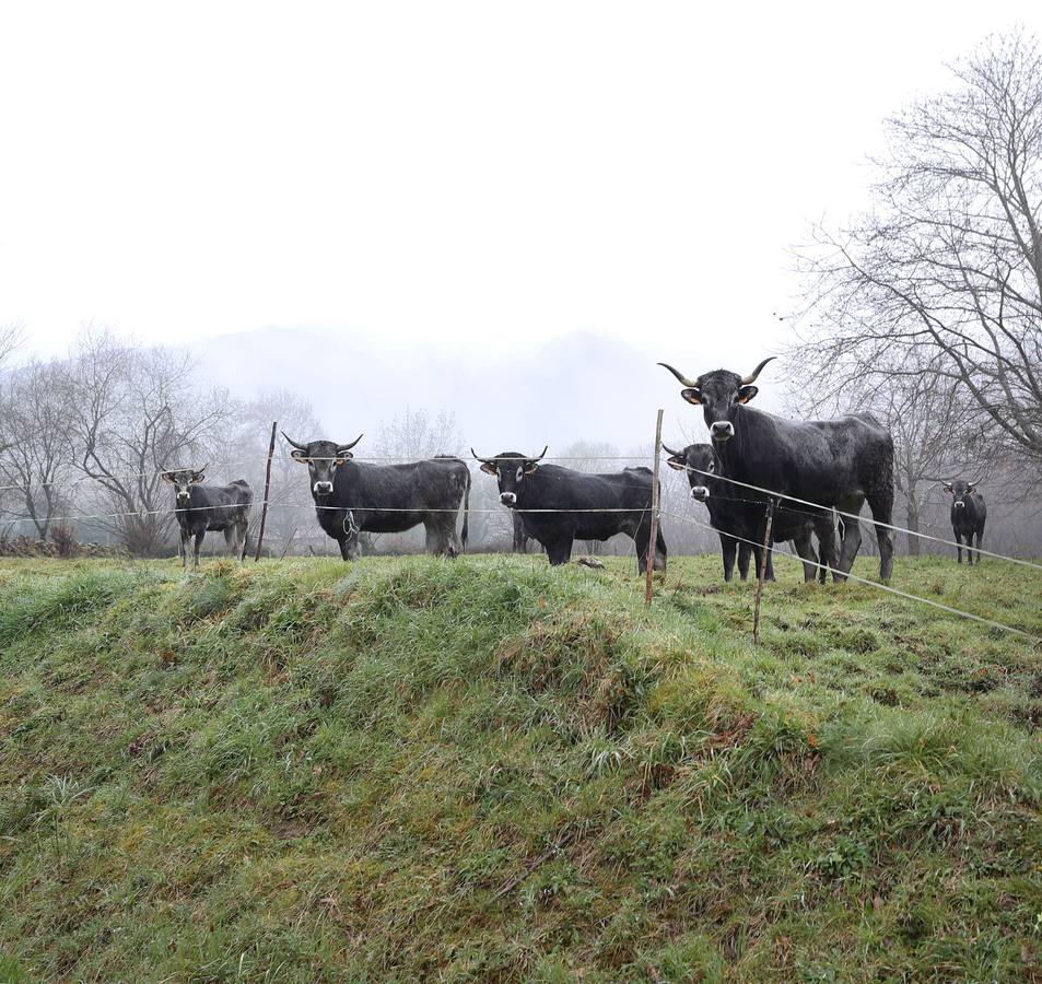 Ganadería cede de nuevo dos de sus fincas para la mejora genética de la vaca tudanca
