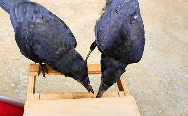 Fotografía facilitada por el Parque Puy du Fou, en el oeste de Francia, que empezó esta semana a emplear un equipo de seis cuervos para recoger los papeles, envases, colillas y otros desechos que los visitantes tiran al suelo. 