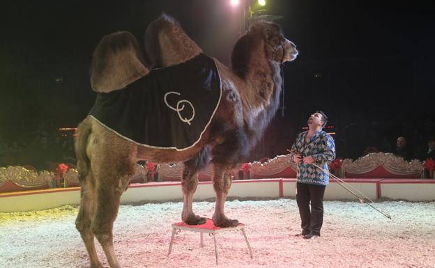 Luis Quirós, en plena función con uno de sus camellos el pasado verano, el último antes de dejar la doma y los animales.