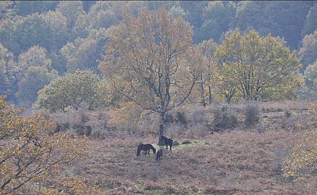 Unos caballos pastan en el monte Tejea. 