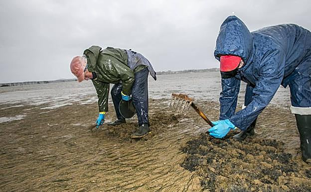 Los mariscadores consideran un «parche» la reapertura de la pesca de la almeja en Santander