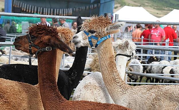 Alpacas en la exposición de ganado Virgen de las Nieves, en Campoo de Yuso