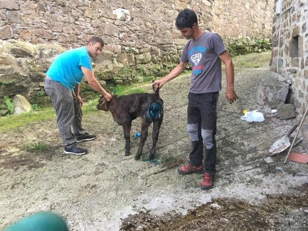 Los lobos atacan a una vaca y a su cría en pleno centro del pueblo de  Sarceda, en Tudanca | El Diario Montañés