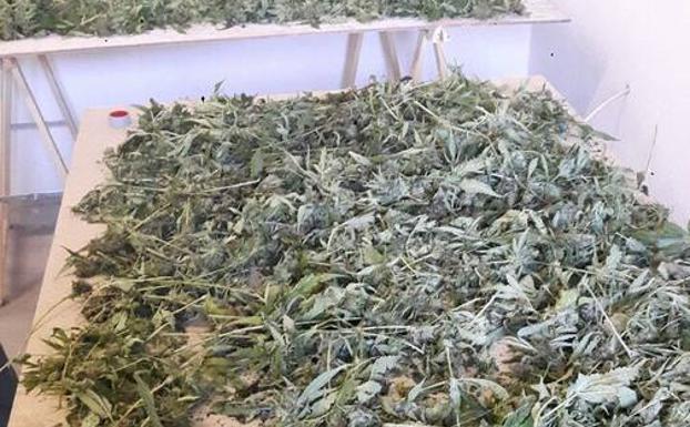 Marihuana puesta a secar en un cuartel cántabro.