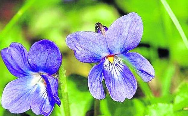 La flor es signo de lo noble y lo precioso, de la delicadeza y de la belleza La alta cocina comenzó a introducirlas por sus aromas y sabores. En la imagen, violetas escarchadas.