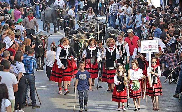 Un millar de reses participarán el viernes en la Olimpiada del Tudanco de Cabezón de la Sal
