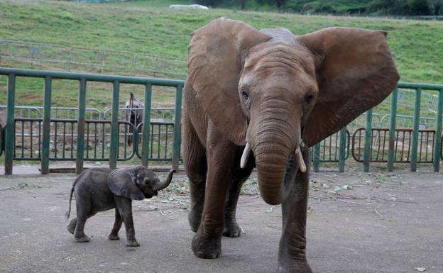 Imagen principal - &#039;Toribio&#039;, el nuevo elefante de Cabárceno